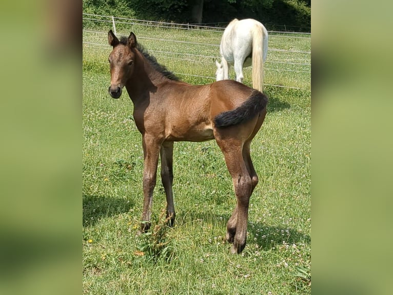 German Sport Horse Mare Foal (04/2025) Brown in Bad K&#xF6;nig