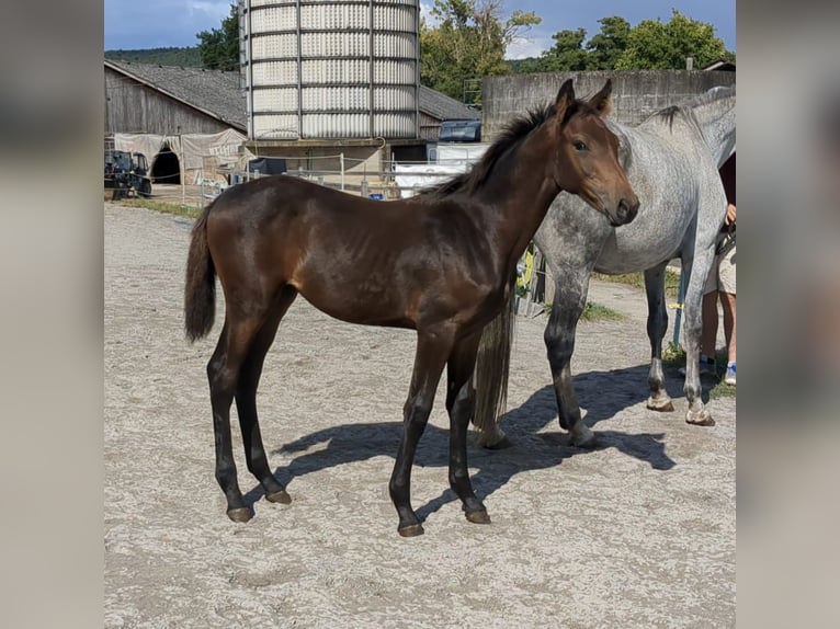German Sport Horse Mare Foal (04/2025) Brown in Bad K&#xF6;nig