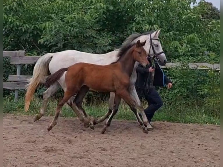 German Sport Horse Mare Foal (05/2026) Brown in Amtsberg