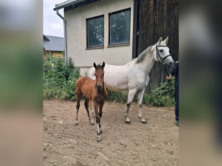 German Sport Horse Mare Foal (05/2026) Brown in Amtsberg