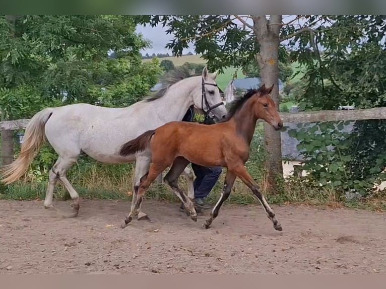 German Sport Horse Mare Foal (05/2026) Brown in Amtsberg