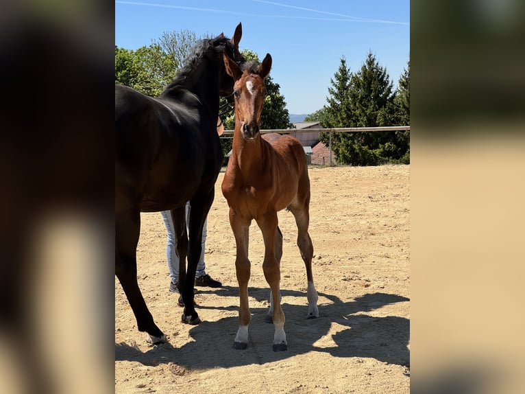 German Sport Horse Mare  Brown in Ranis