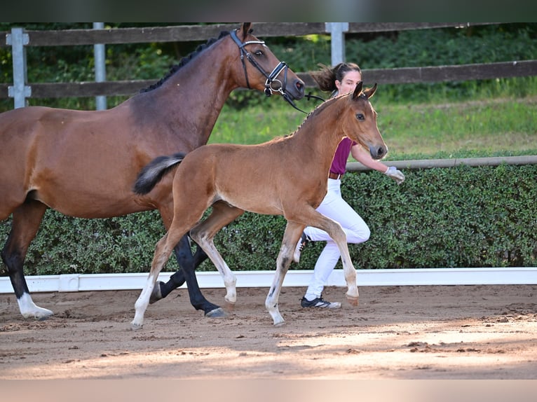German Sport Horse Mare Foal (04/2023) Brown in Goldbeck