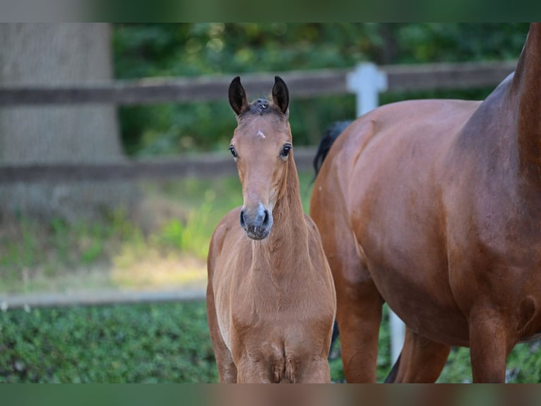 German Sport Horse Mare Foal (04/2023) Brown in Goldbeck