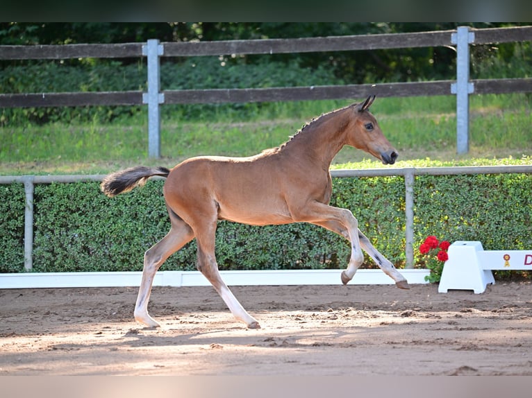 German Sport Horse Mare Foal (04/2023) Brown in Goldbeck