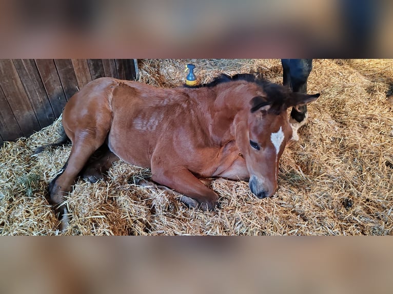 German Sport Horse Mare Foal (06/2024) Brown in Haarbach