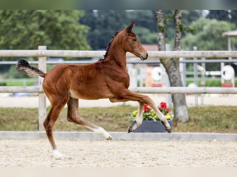 German Sport Horse Mare Foal (05/2025) Brown in Fronhofen