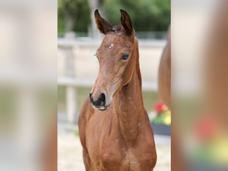 German Sport Horse Mare Foal (05/2025) Brown in Fronhofen