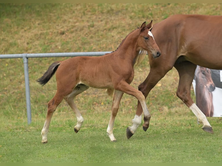 German Sport Horse Mare Foal (05/2025) Brown in Gomadingen