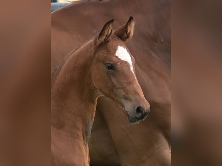 German Sport Horse Mare Foal (05/2025) Brown in Gomadingen