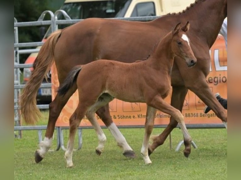 German Sport Horse Mare Foal (05/2025) Brown in Gomadingen