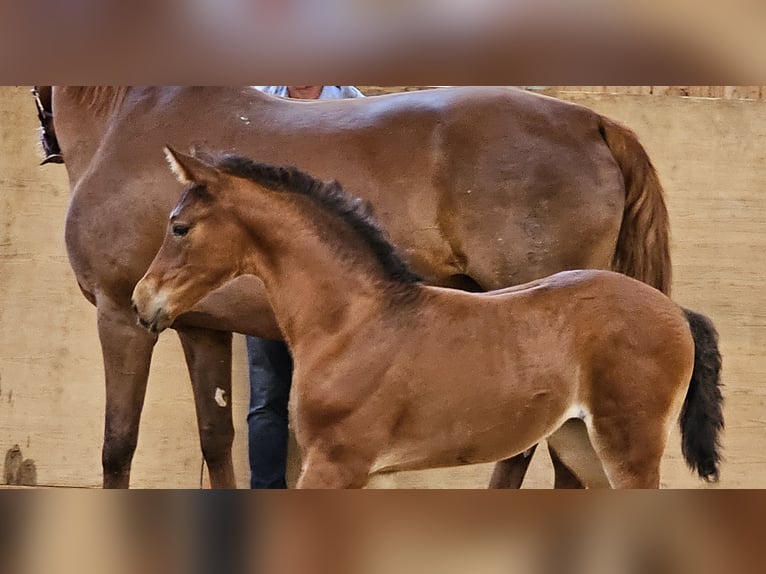 German Sport Horse Mare Foal (05/2024) Brown in Hohenpeißenberg