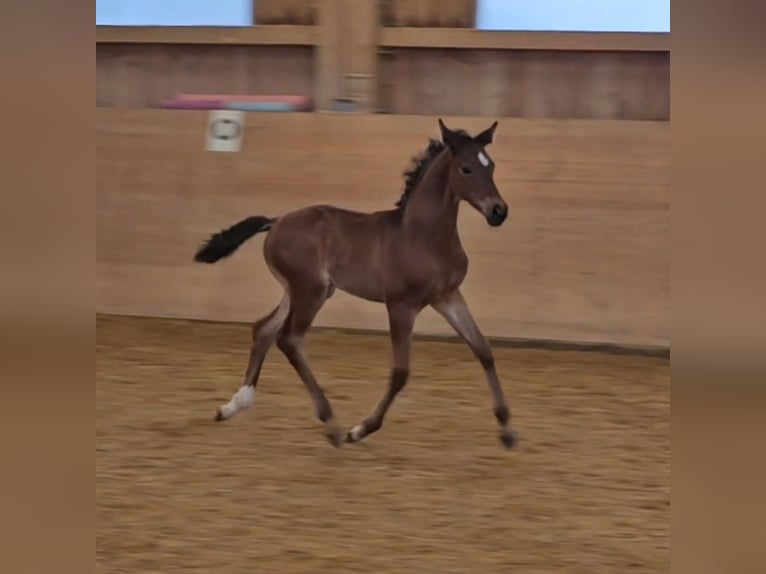 German Sport Horse Mare Foal (05/2024) Brown in Hohenpeißenberg