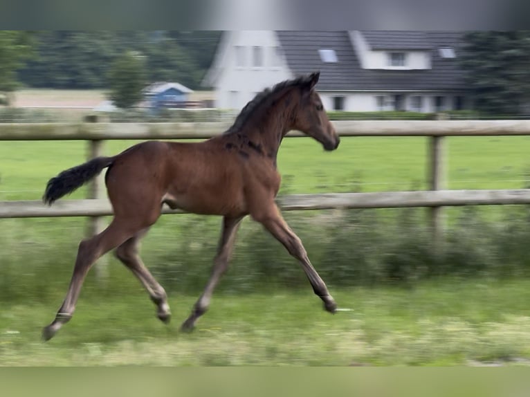 German Sport Horse Mare  Brown in Mettingen
