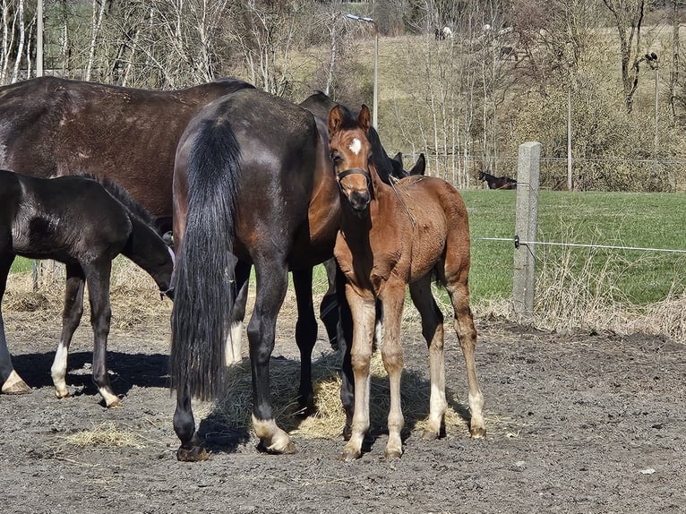 German Sport Horse Mare Foal (02/2024) Brown in Zeulenroda