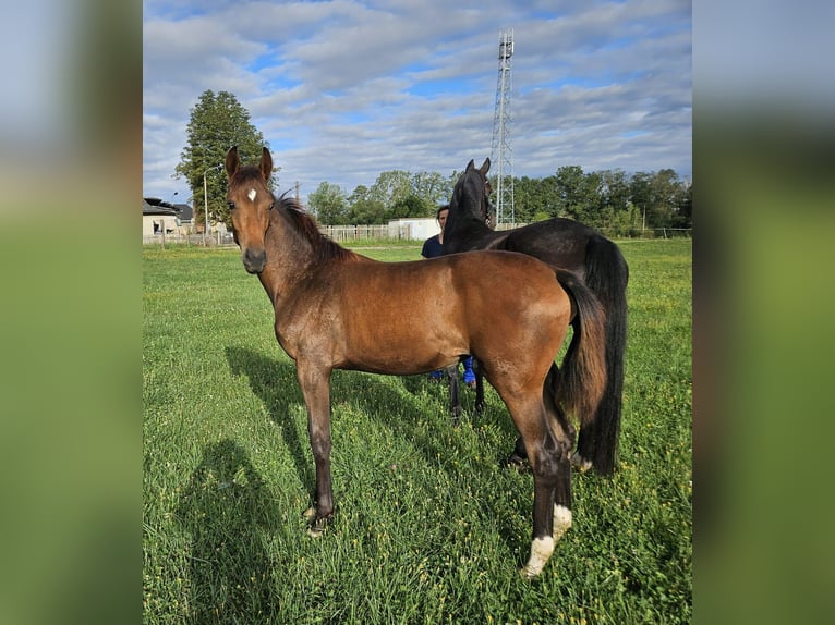 German Sport Horse Mare Foal (02/2024) Brown in Zeulenroda