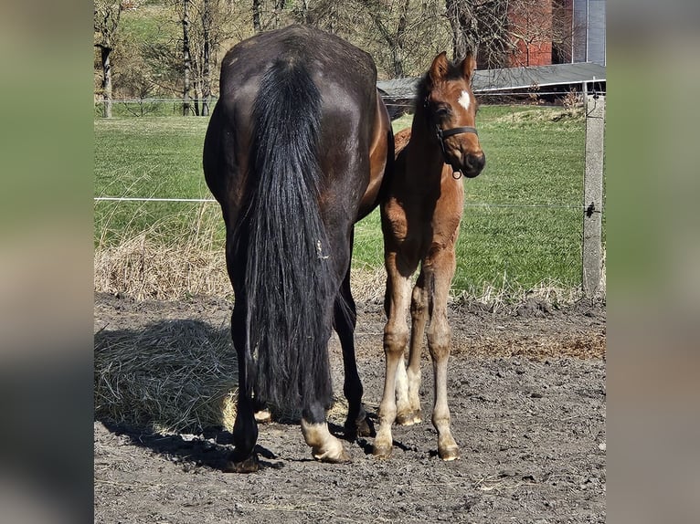 German Sport Horse Mare Foal (02/2024) Brown in Zeulenroda