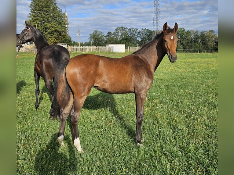 German Sport Horse Mare Foal (02/2024) Brown in Zeulenroda