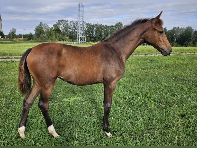 German Sport Horse Mare Foal (02/2024) Brown in Zeulenroda