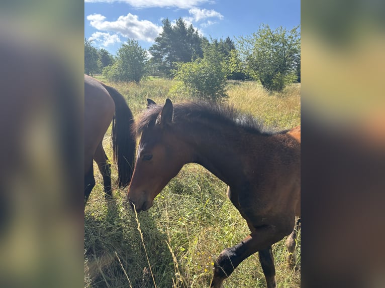 German Sport Horse Mare Foal (04/2026) Brown in Nessetal
