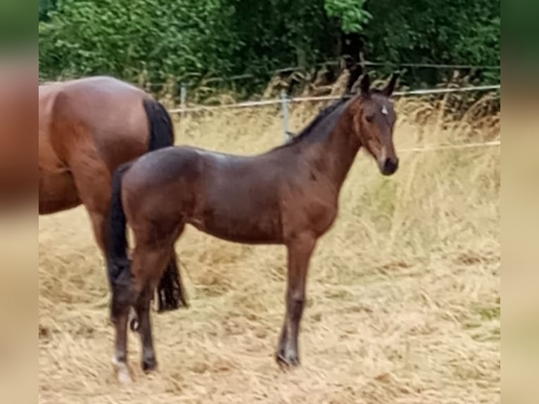 German Sport Horse Mare Foal (04/2025) Brown in Annaburg