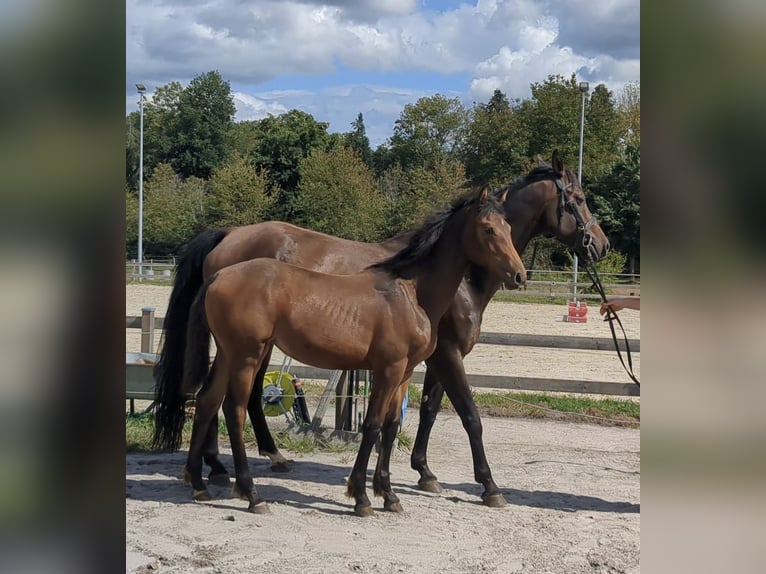 German Sport Horse Mare Foal (01/2025) Brown in Bad K&#xF6;nig