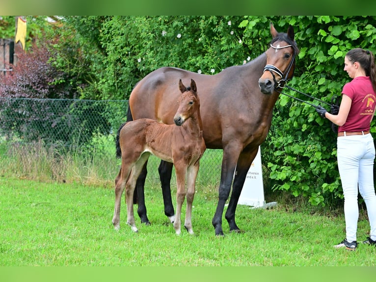 German Sport Horse Mare Foal (05/2024) Brown in Schönwalde-Glien