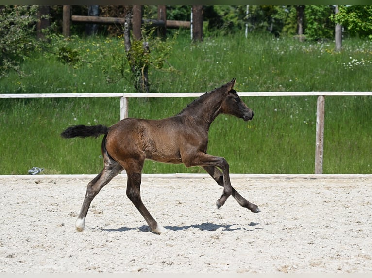 German Sport Horse Mare  Brown in Unterwössen