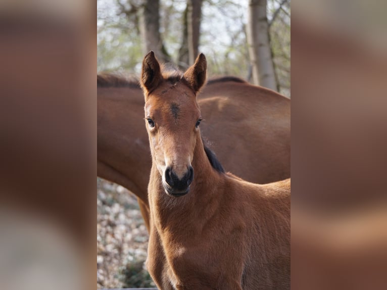 German Sport Horse Mare Foal (03/2026) Brown in Chörau