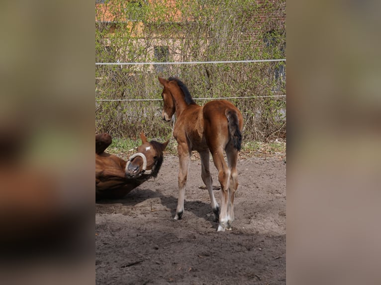 German Sport Horse Mare Foal (03/2026) Brown in Chörau