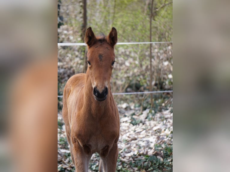 German Sport Horse Mare Foal (03/2026) Brown in Chörau