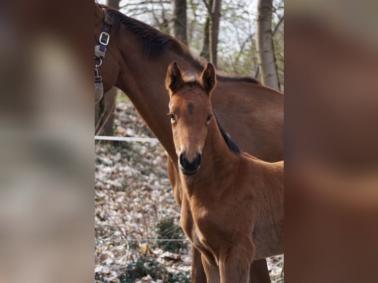 German Sport Horse Mare Foal (03/2026) Brown in Chörau