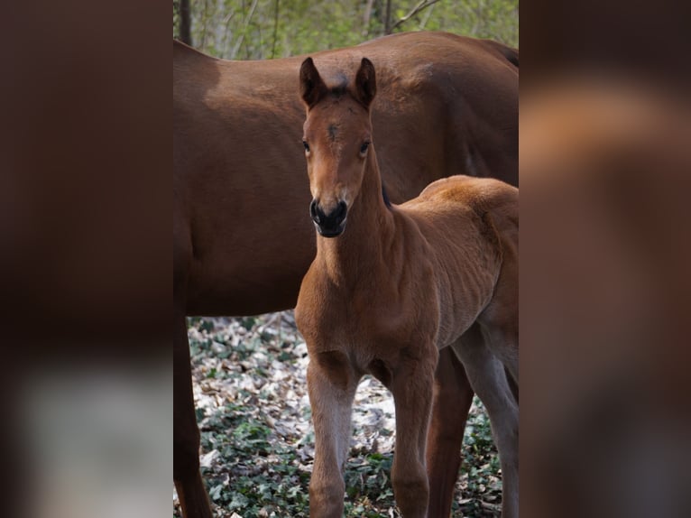 German Sport Horse Mare Foal (03/2026) Brown in Chörau