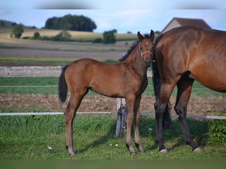 German Sport Horse Mare Foal (01/2025) Brown in Gerolfingen German Sport Horse Mare Foal (01/2025) Brown in Gerolfingen