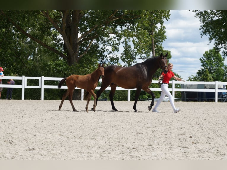 German Sport Horse Mare Foal (04/2025) Brown in Saalfeld German Sport Horse Mare Foal (04/2025) Brown in Saalfeld