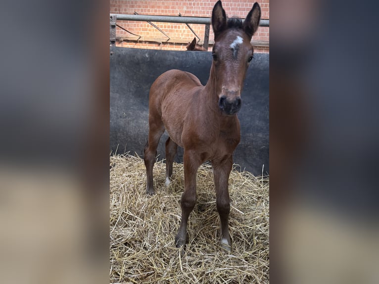 German Sport Horse Mare Foal (03/2026) Brown in Dormagen
