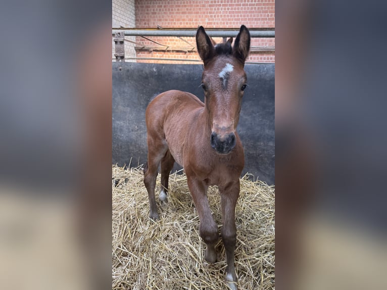 German Sport Horse Mare Foal (03/2026) Brown in Dormagen