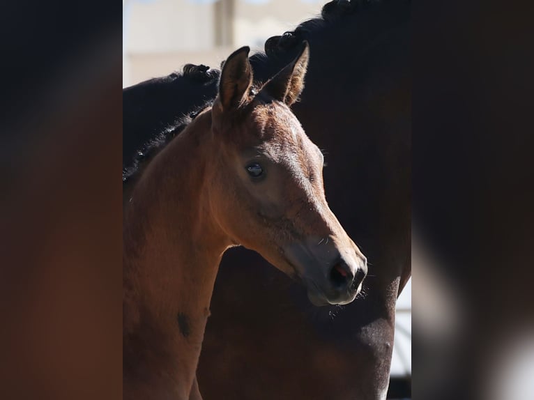 German Sport Horse Mare Foal (04/2025) Brown in Gomadingen