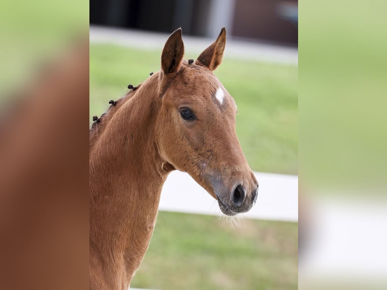 German Sport Horse Mare Foal (05/2025) Brown in Gomadingen