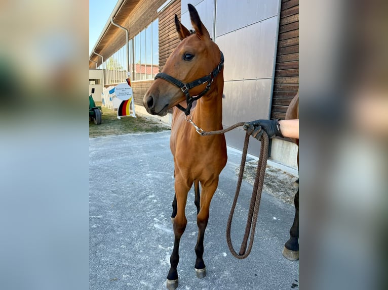 German Sport Horse Mare Foal (04/2026) Brown in Kirchham