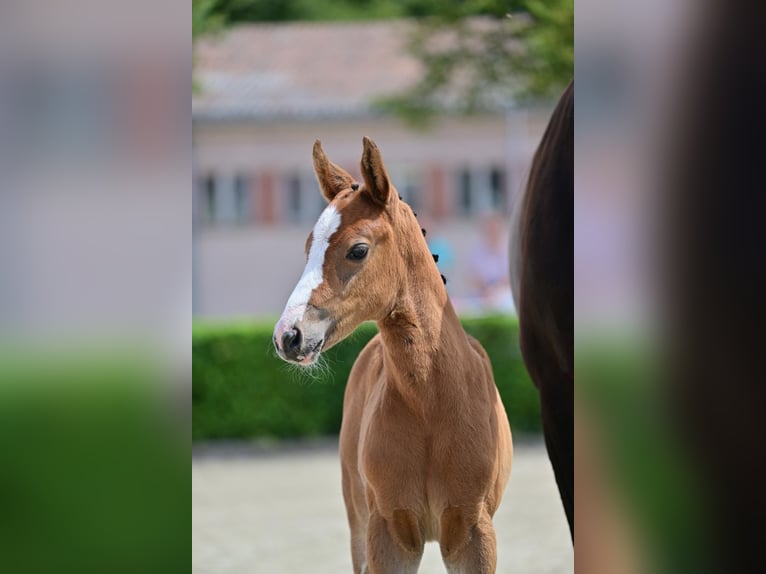 German Sport Horse Mare Foal (05/2024) Brown in Neuruppin