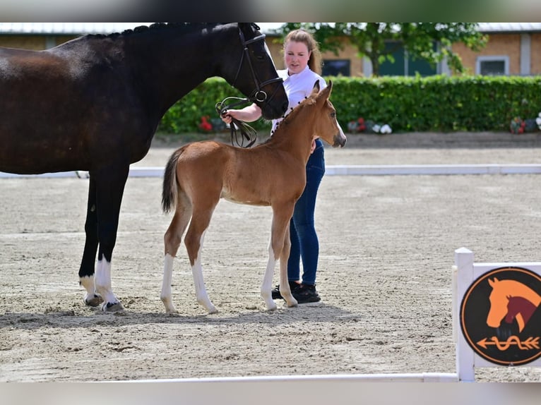 German Sport Horse Mare Foal (05/2024) Brown in Neuruppin