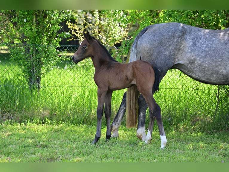 German Sport Horse Mare Foal (04/2024) Can be white in Schönwalde-Glien