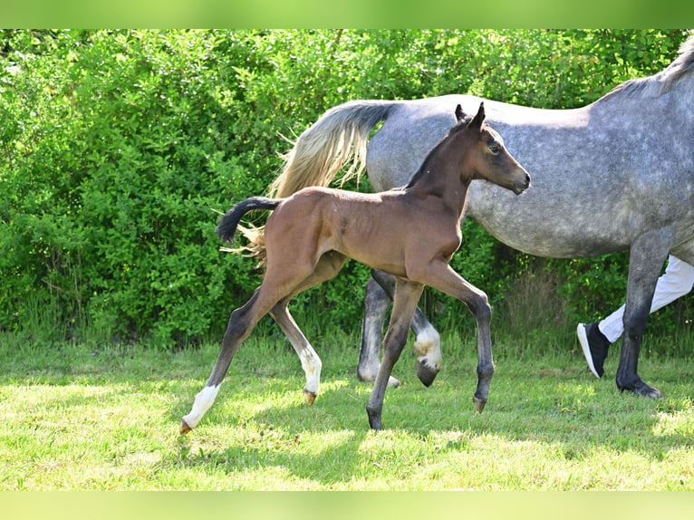 German Sport Horse Mare Foal (04/2024) Can be white in Schönwalde-Glien