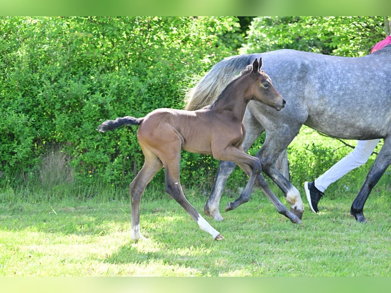 German Sport Horse Mare Foal (04/2024) Can be white in Schönwalde-Glien