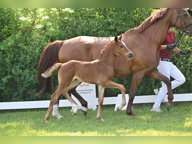 German Sport Horse Mare Foal (05/2025) Chestnut in Sch&#xF6;nwalde-Glien