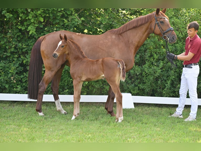 German Sport Horse Mare Foal (05/2025) Chestnut in Sch&#xF6;nwalde-Glien