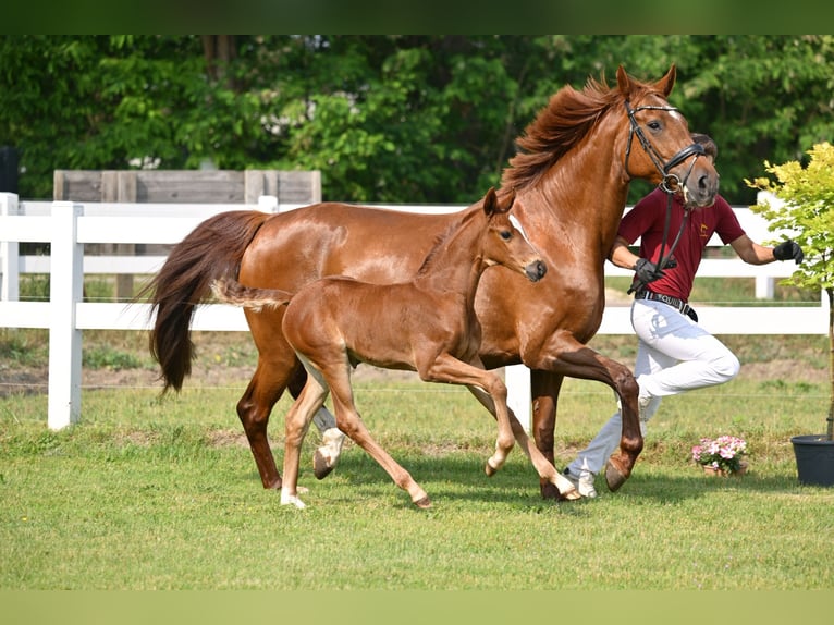 German Sport Horse Mare Foal (05/2025) Chestnut in Sch&#xF6;nwalde-Glien