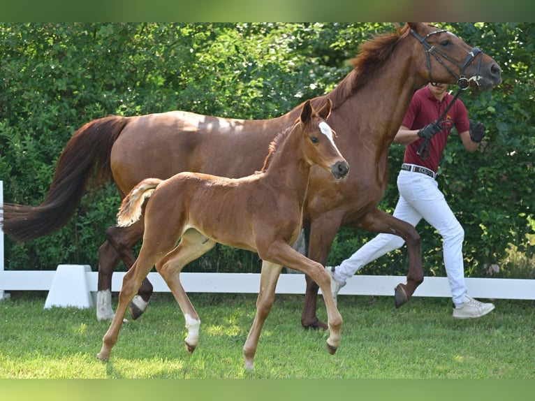 German Sport Horse Mare Foal (05/2025) Chestnut in Sch&#xF6;nwalde-Glien