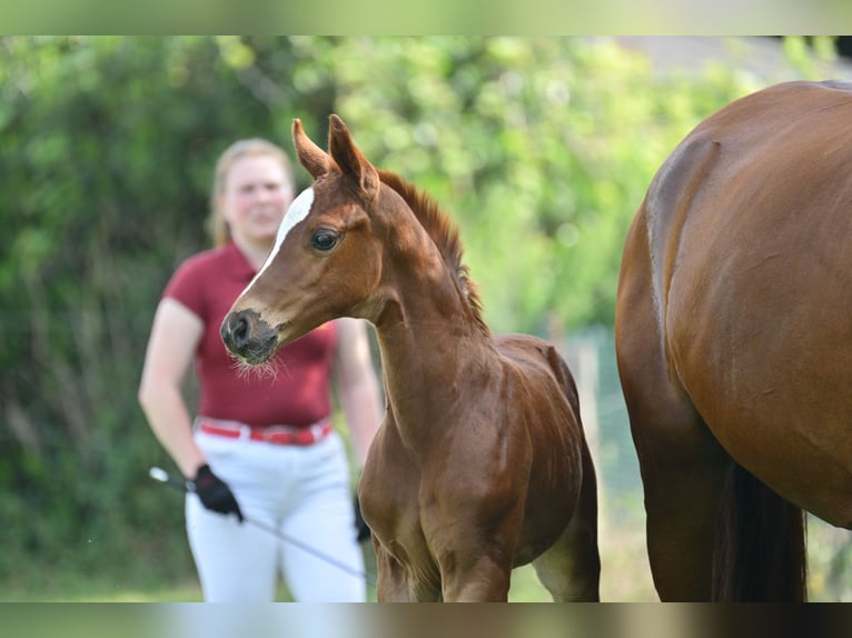 German Sport Horse Mare Foal (05/2025) Chestnut in Sch&#xF6;nwalde-Glien
